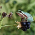  junger Europäischer Laubfrosch (Hyla arborea)