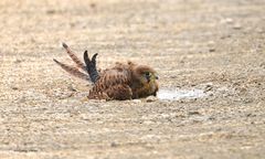 junger Falke