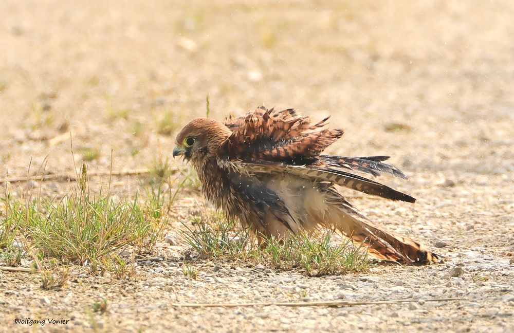 junger Falke_