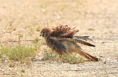 junger Falke_