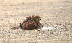 junger Falke