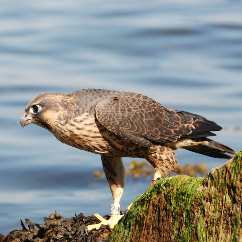 junger Falke auf Rügen