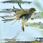 Junger Falke badet sein Federkleid