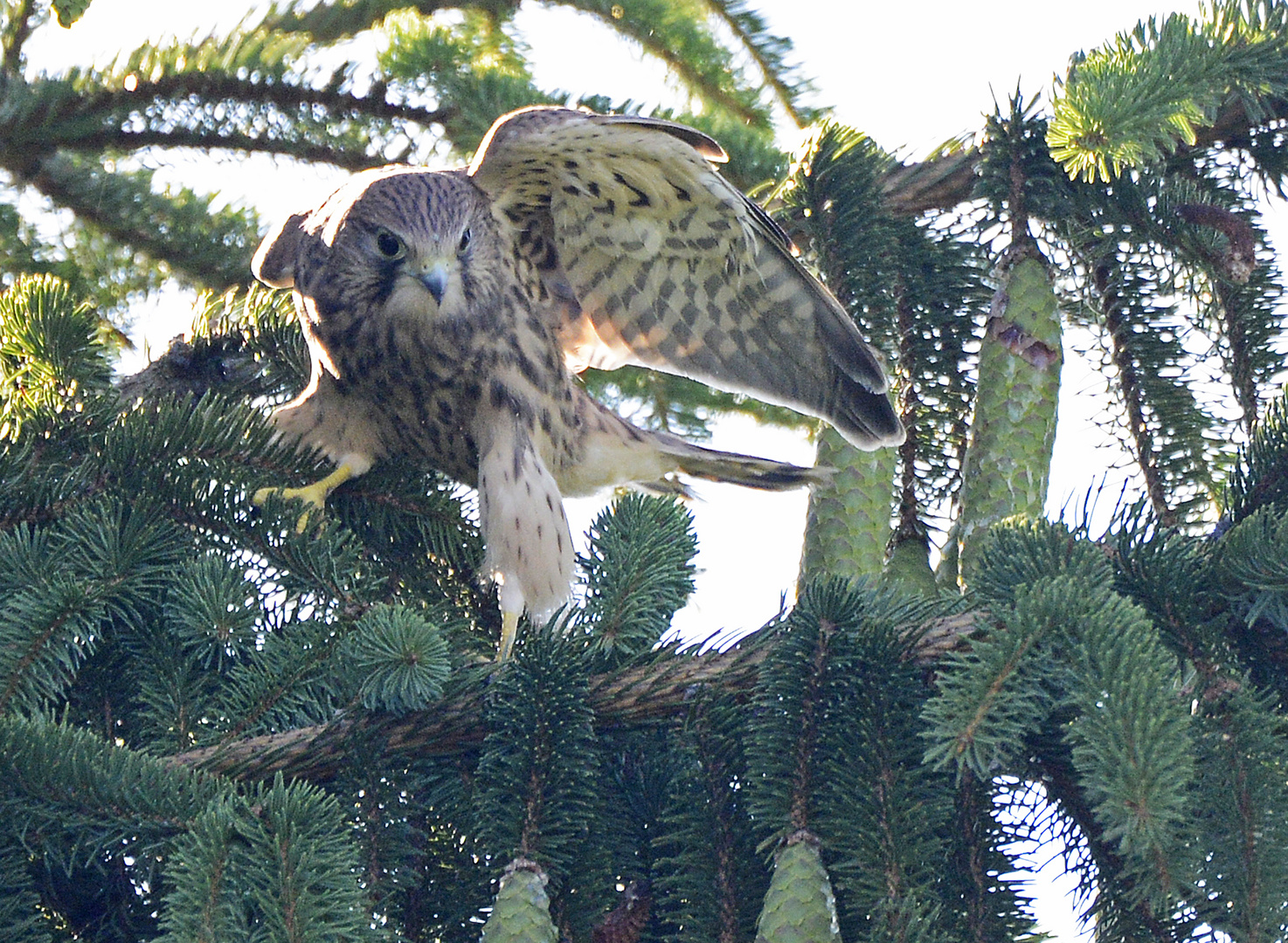 Junger Falke bei den ersten Flugversuchen auf einem Tannenast