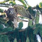 Junger Falke bei den ersten Flugversuchen auf einem Tannenast