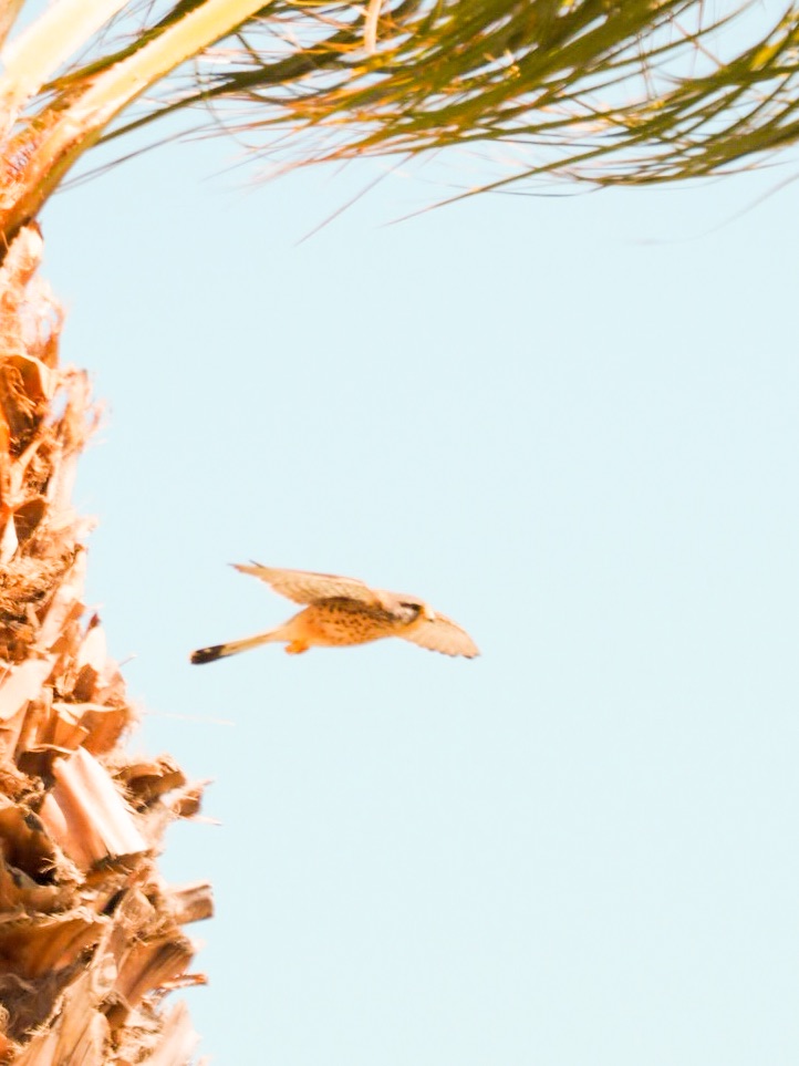 Junger Falke bei den ersten Flugversuchen