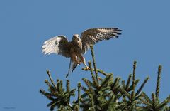 junger Falke beim Abflug