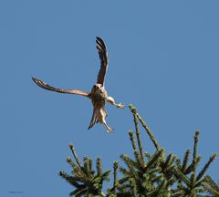 Junger Falke beim Abflug