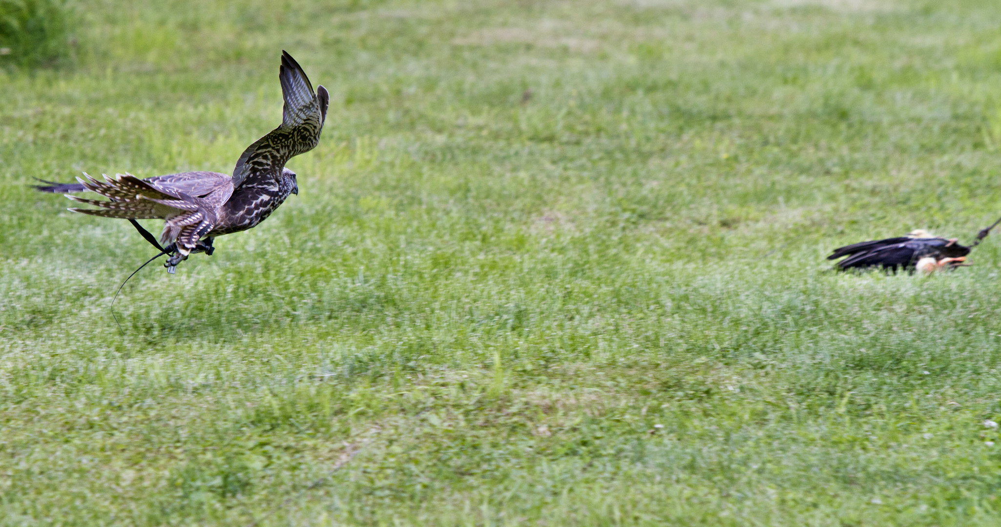 Junger Falke beim Training