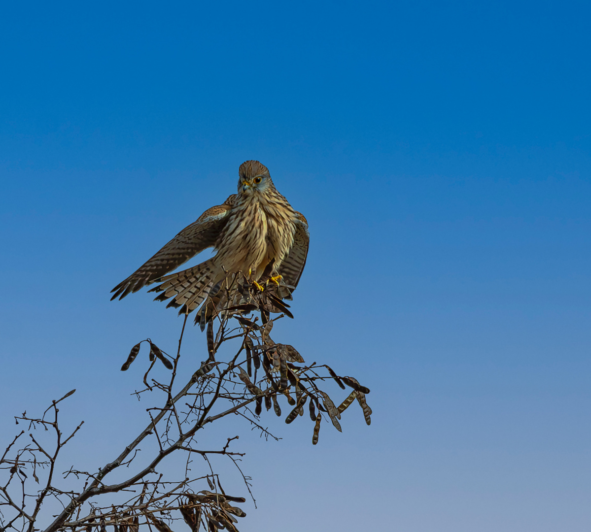 junger Falke im Baum