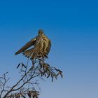 junger Falke im Baum