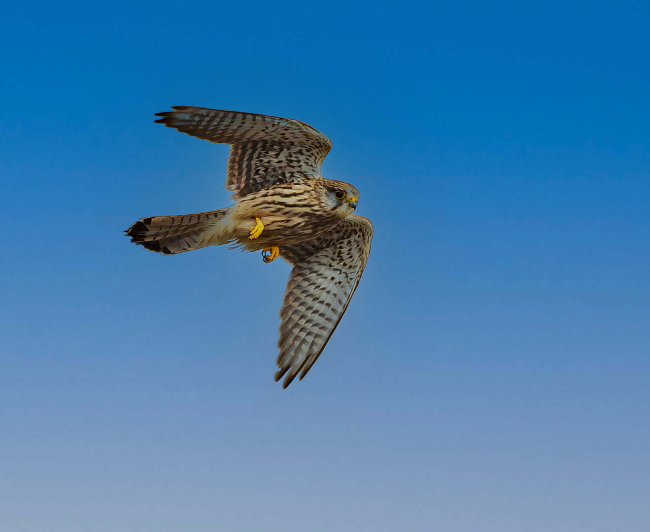 junger Falke im Flug