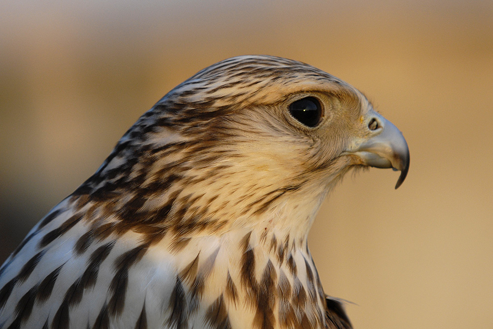 junger Falke in Abendsonne