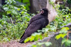 Junger Falklandkarakara