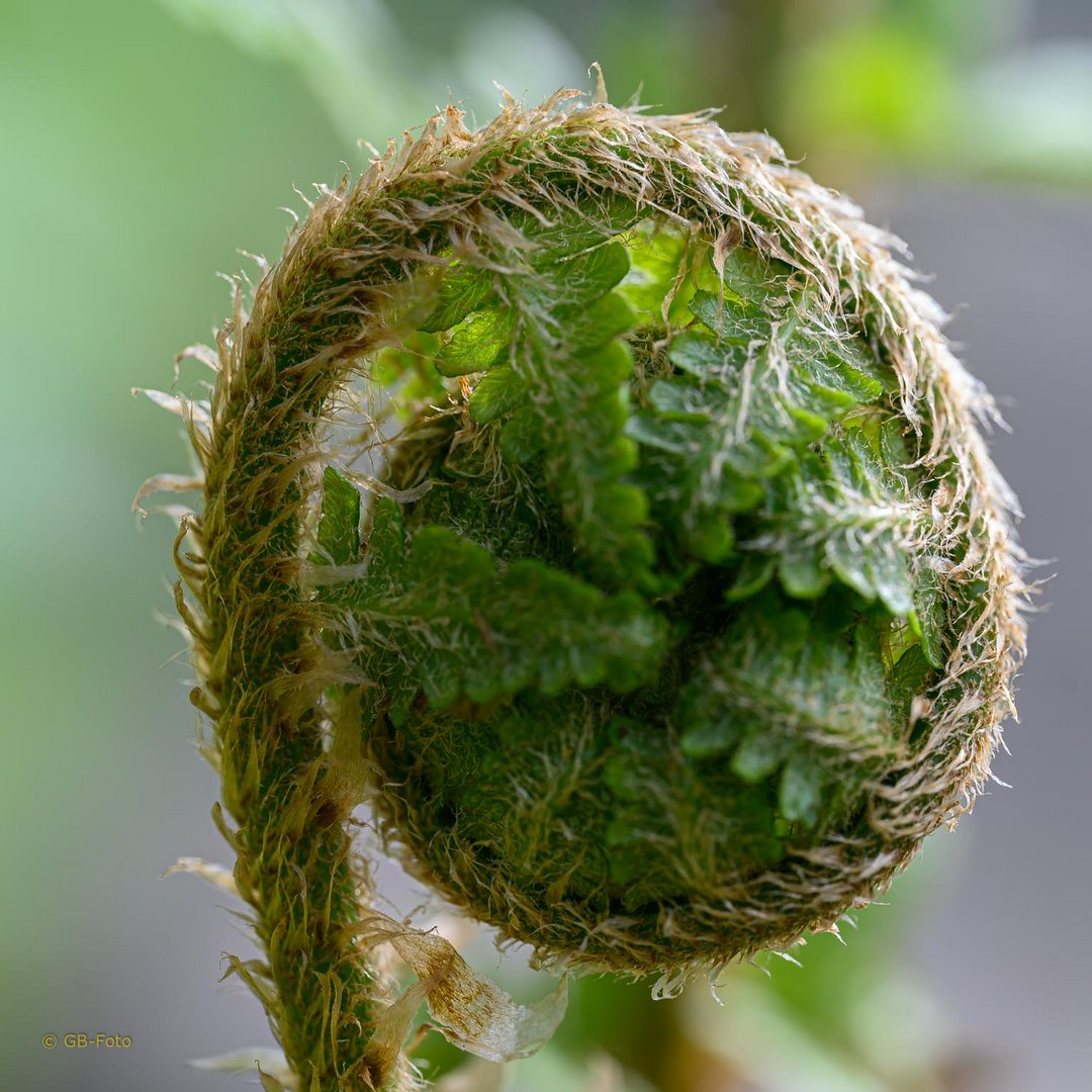 60+ Kleine Pflanze Ähnlich Wie Farn Mit Blüten, Farne bilden keine