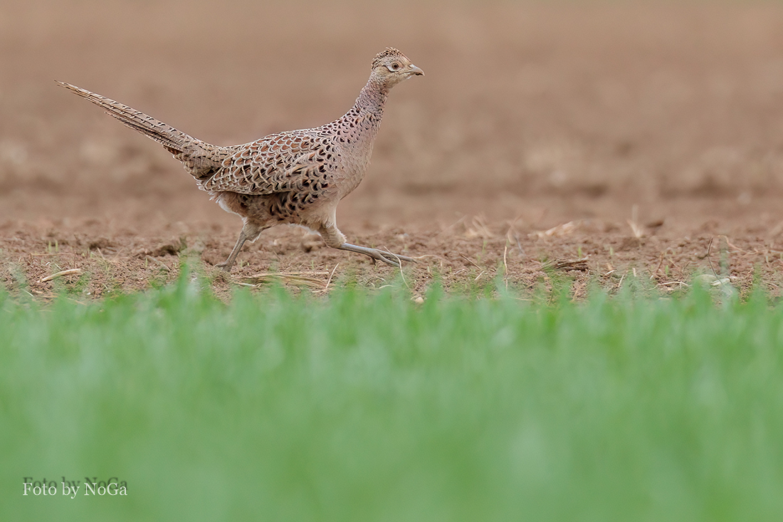 Junger Fasan Foto &amp; Bild | tiere, wildlife, wild lebende vögel Bilder ...