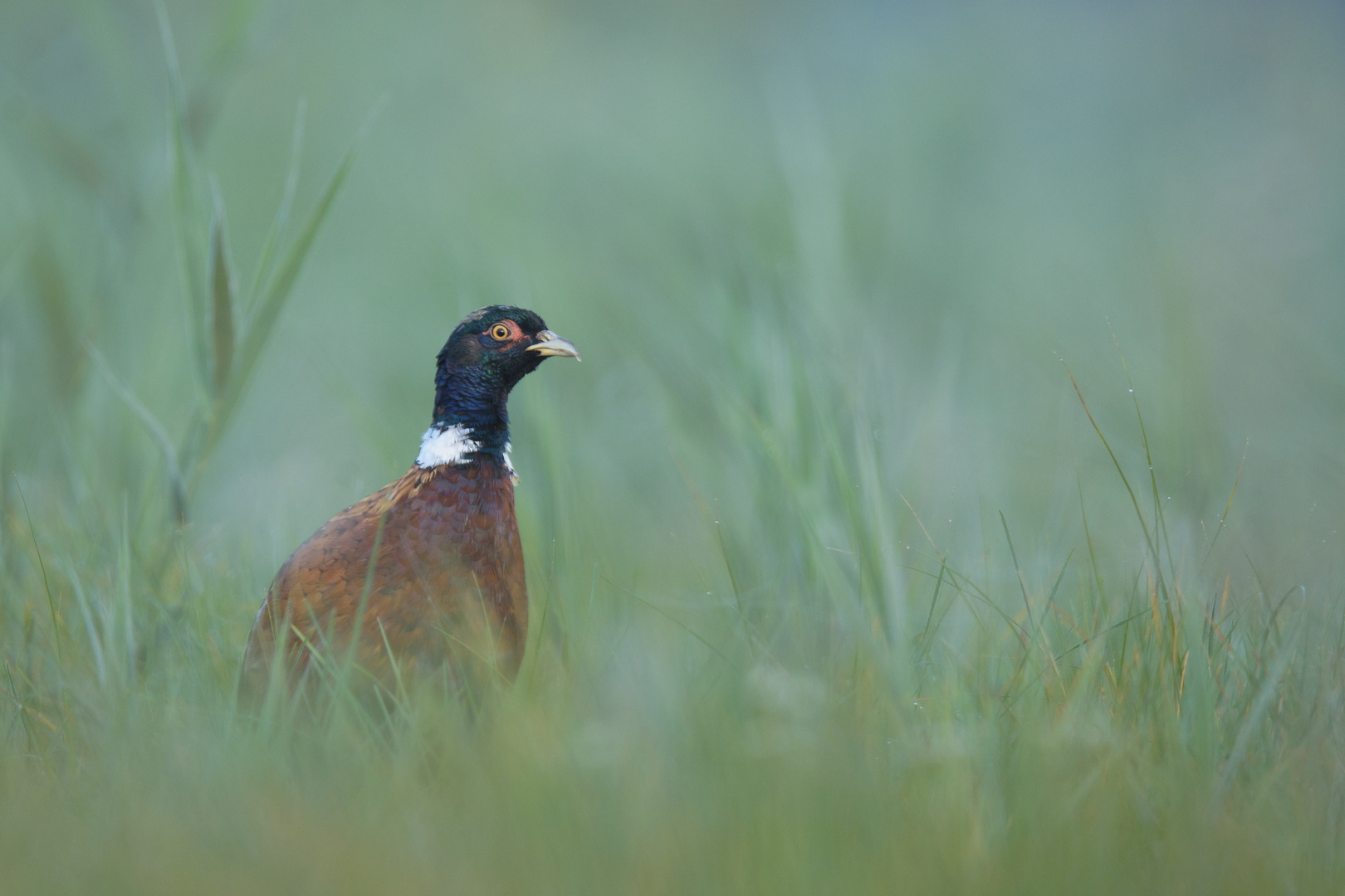 ~junger Fasan im Nebel (Phasianus colchicus)~