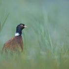 ~junger Fasan im Nebel (Phasianus colchicus)~