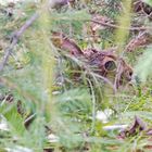 Junger Feldhase im Dickicht