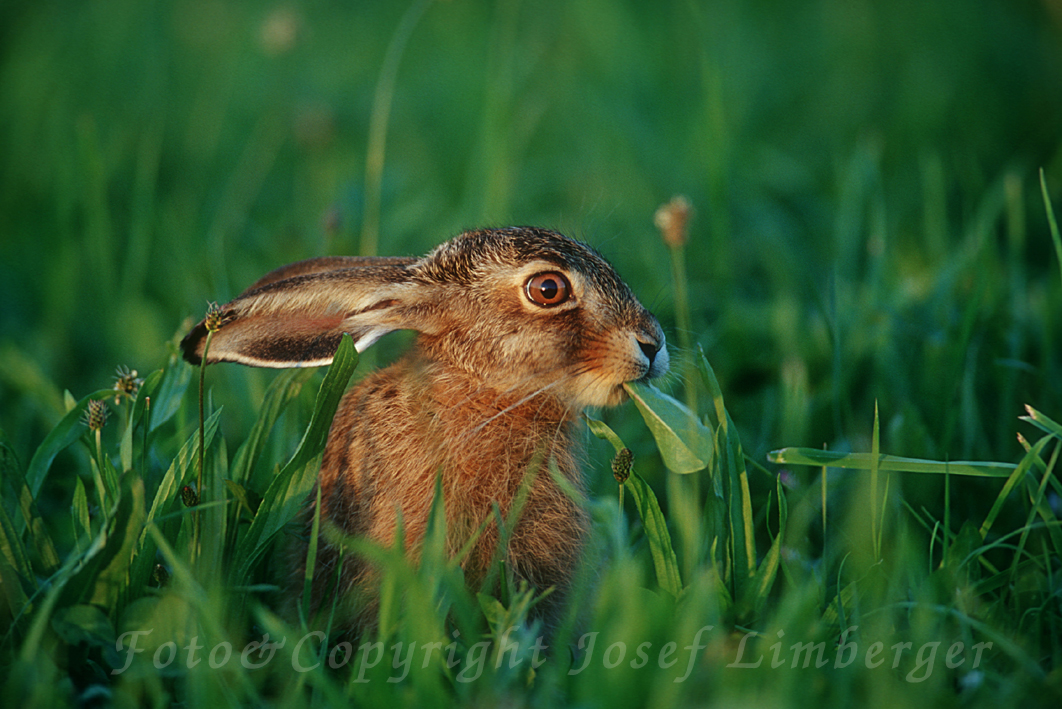 Junger Feldhase (Lepus europaeus) beim Fressen.