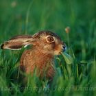 Junger Feldhase (Lepus europaeus) beim Fressen.