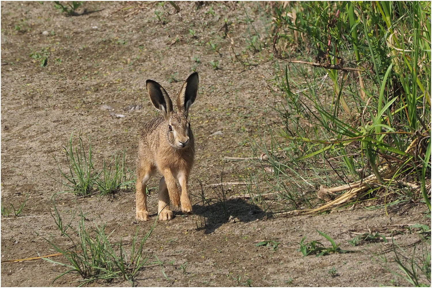 Junger Feldhase ( Lepus europaeus)