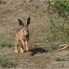 Junger Feldhase ( Lepus europaeus)