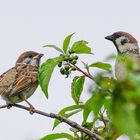 Junger Feldsperling mit Papa