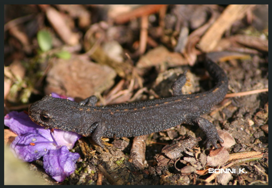 junger Feuersalamander