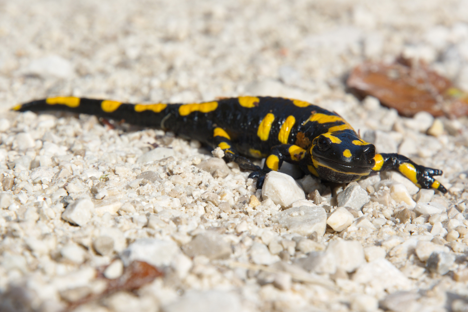 Junger Feuersalamander beim Sonntagsausflug...