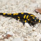 Junger Feuersalamander beim Sonntagsausflug...