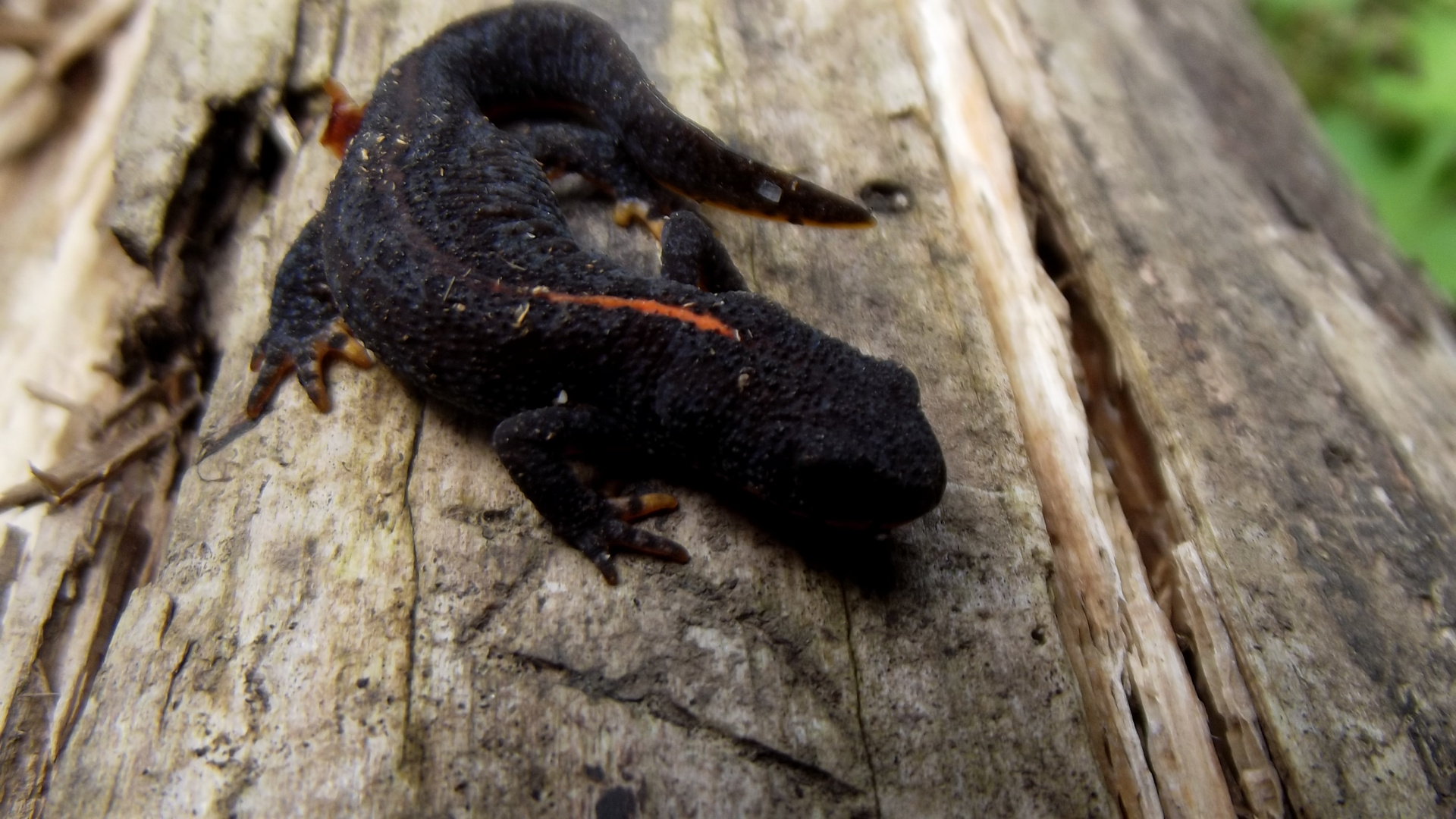 Junger Feuersalamander