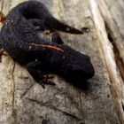 Junger Feuersalamander