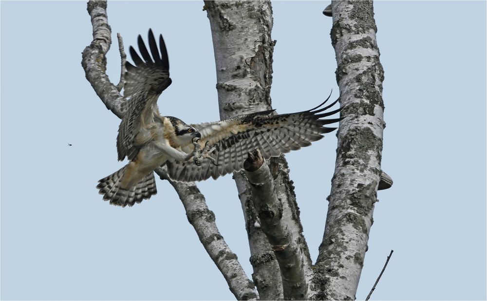 Junger Fischadler im Landeanflug