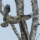 Junger Fischadler im Landeanflug