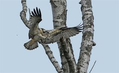 Junger Fischadler im Landeanflug