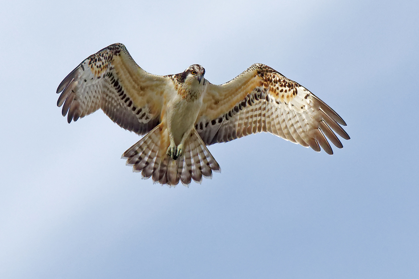 Junger Fischadler im Rüttelflug