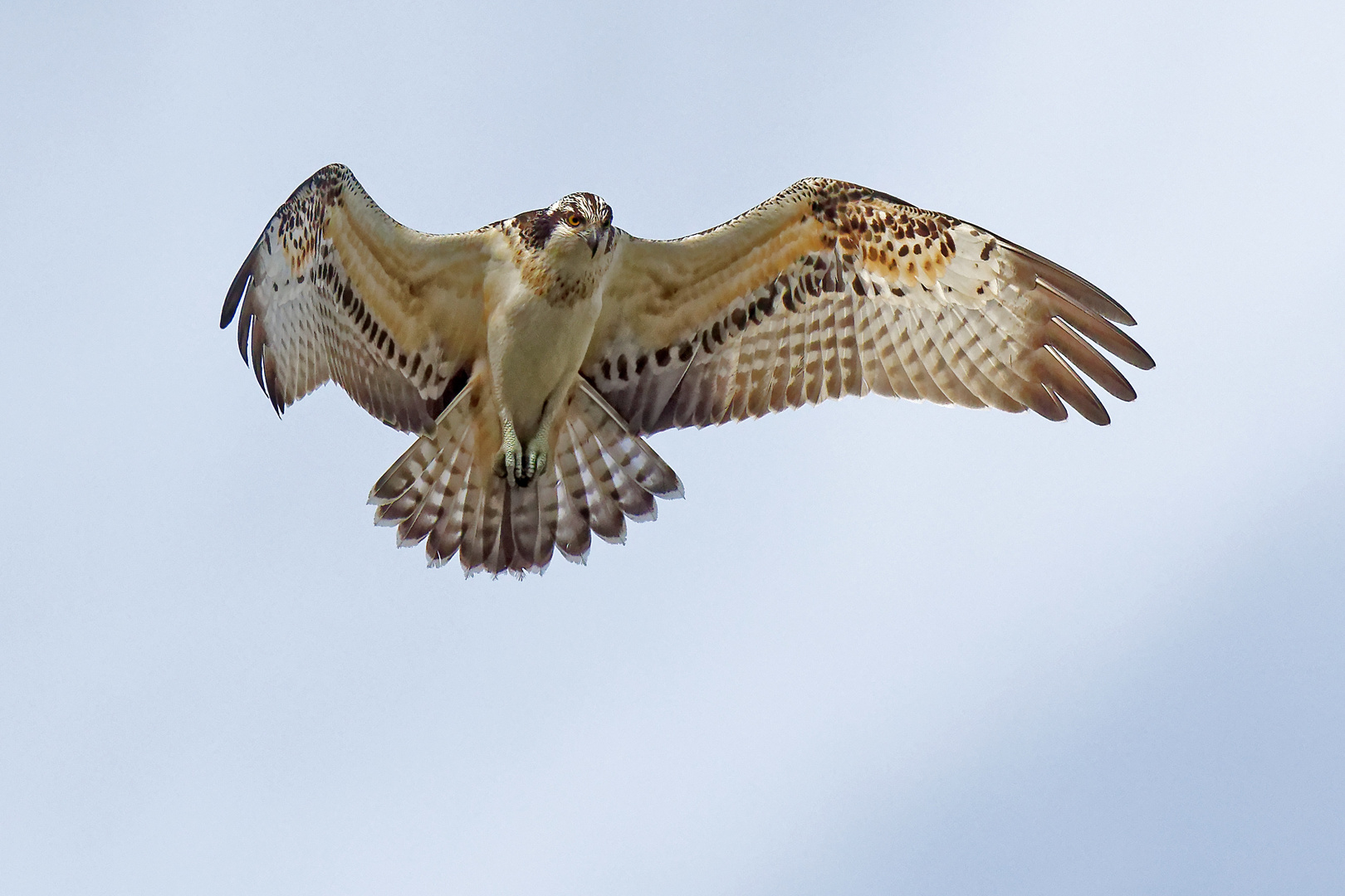 Junger Fischadler im Rüttelflug