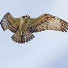 Junger Fischadler im Rüttelflug