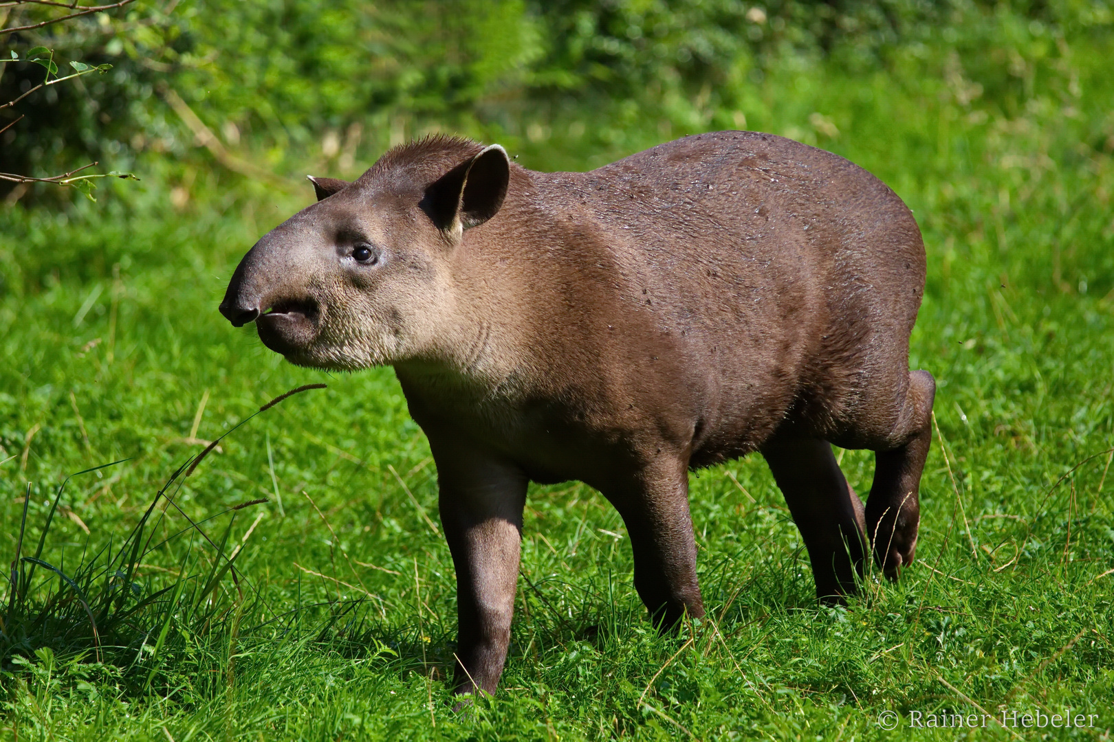 junger Flachland-Tapir