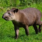 junger Flachland-Tapir