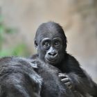 junger Flachlandgorilla