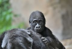 junger Flachlandgorilla