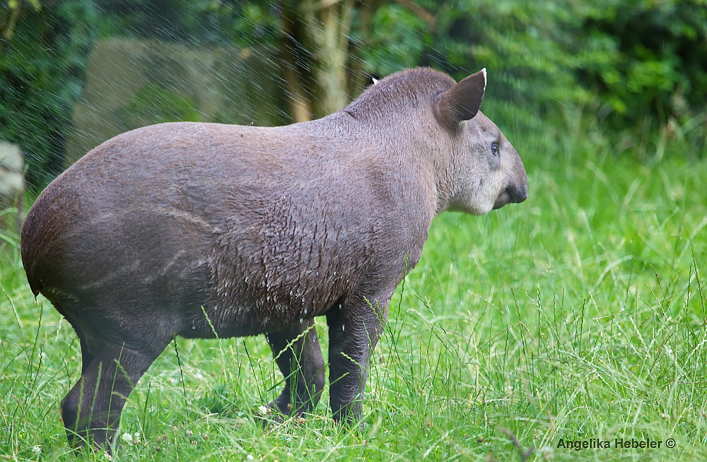 Junger Flachlandtapir 2