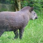 Junger Flachlandtapir 2