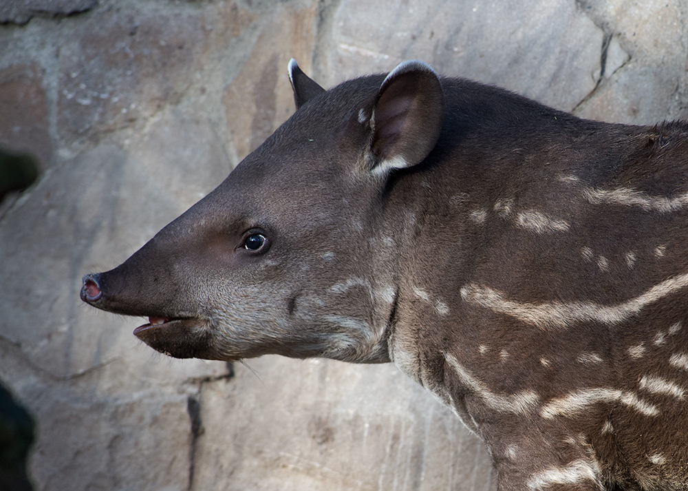 junger Flachlandtapir