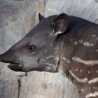 junger Flachlandtapir