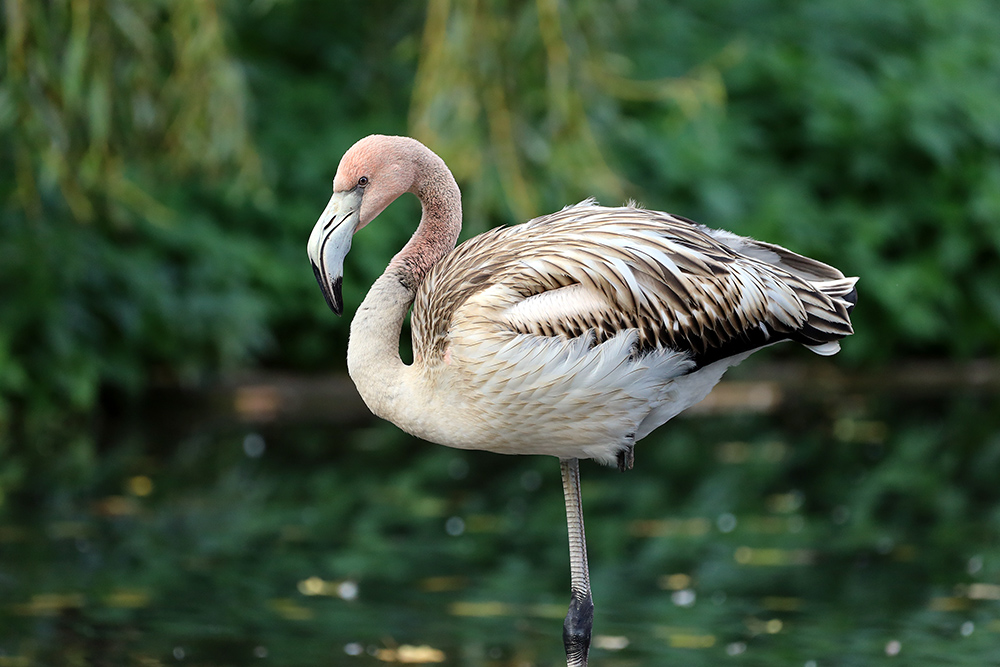 junger Flamingo