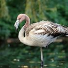 junger Flamingo