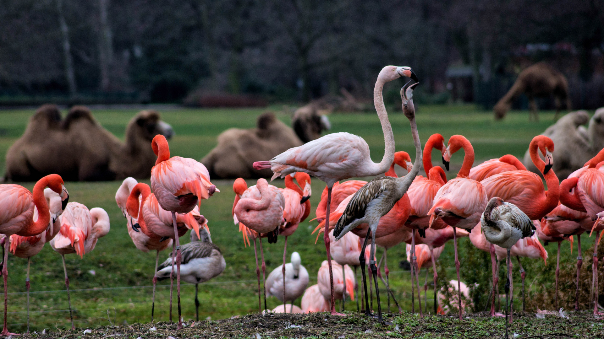 junger Flamingo